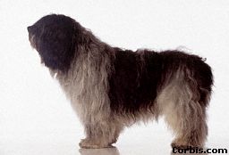 Comte DROOPY z doliny