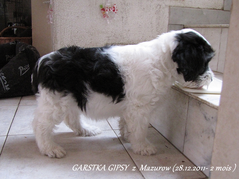 Garstka gipsy z Mazurow