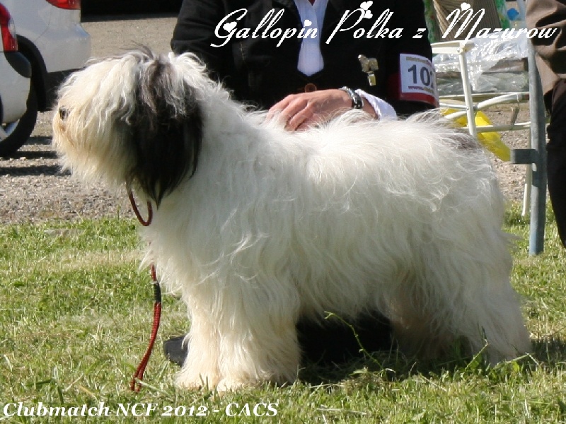 CH. Gallopin polka z Mazurow