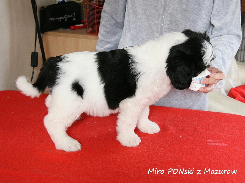 Miro ponski z Mazurow