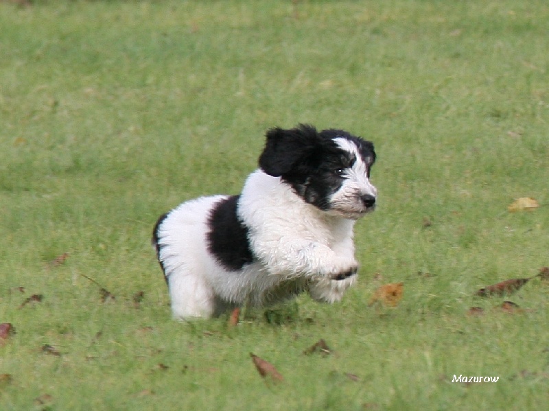 Murphy ponski z Mazurow